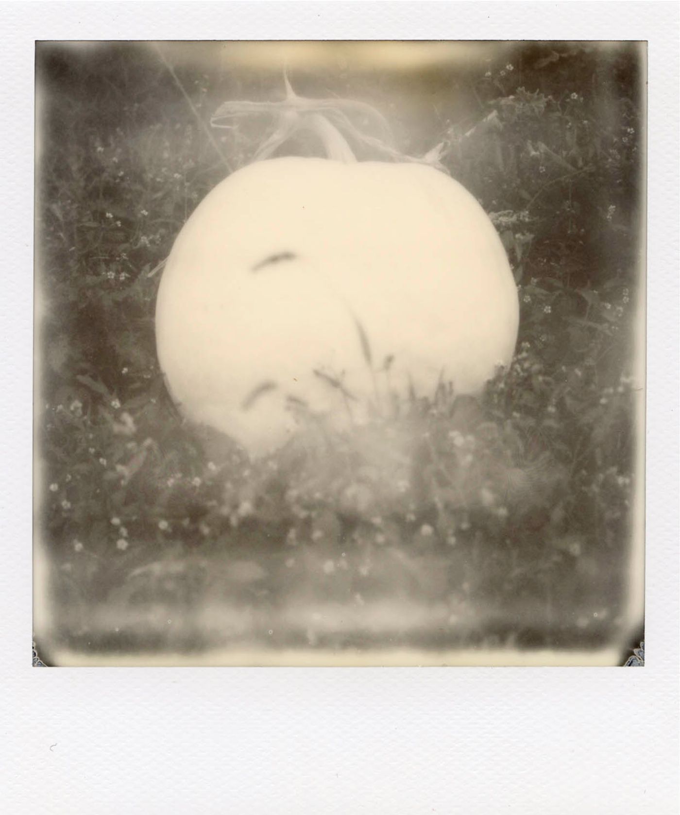 New Moon Pumpkin, 2021. Instant 160 speed film; 3.108 x 3.024 in.